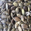 sementes de abóbora da Mongólia Interior